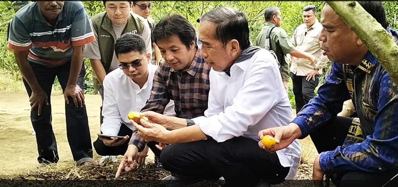 Jokowi Prihatin, Produksi Jeruk LMD Karo Turun Akibat Serangan Lalat Buah