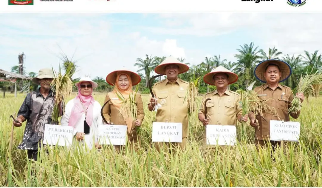 Komitmen Dalam Mendorong Kemandirian Pertanian, Bupati Langkat Hadiri Panen Penangkaran Benih