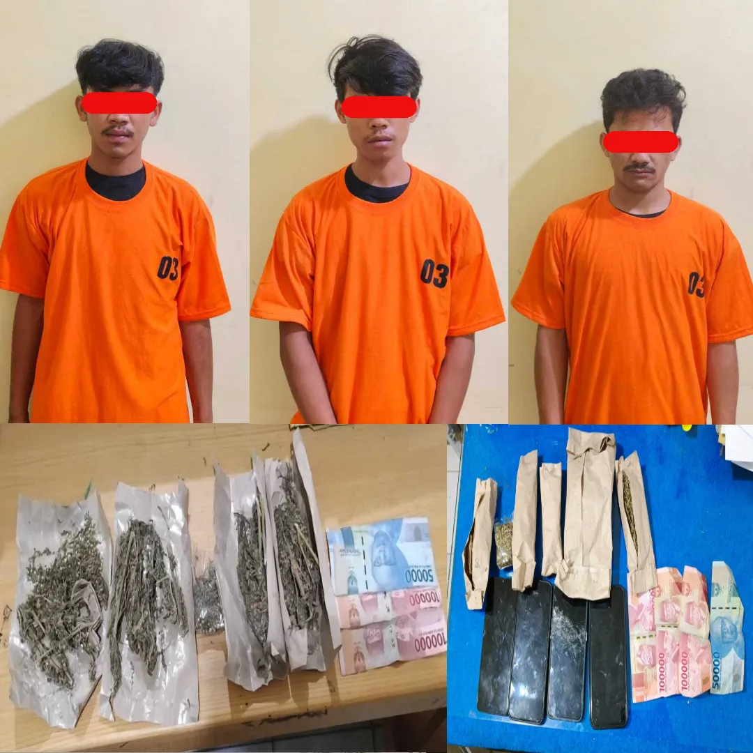 Polres Dairi Tangkap 3 Pemuda Kepemilikan Ganja 78,56 gram