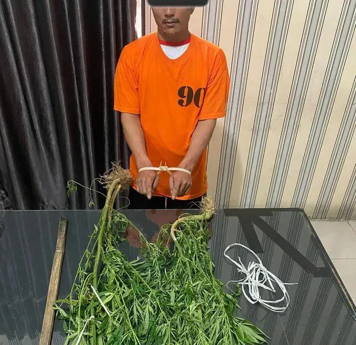 Petani Tanam Ganja di Ladang, Polres Tanah Karo Amankan Barang Bukti Dua Batang Pohon Ganja