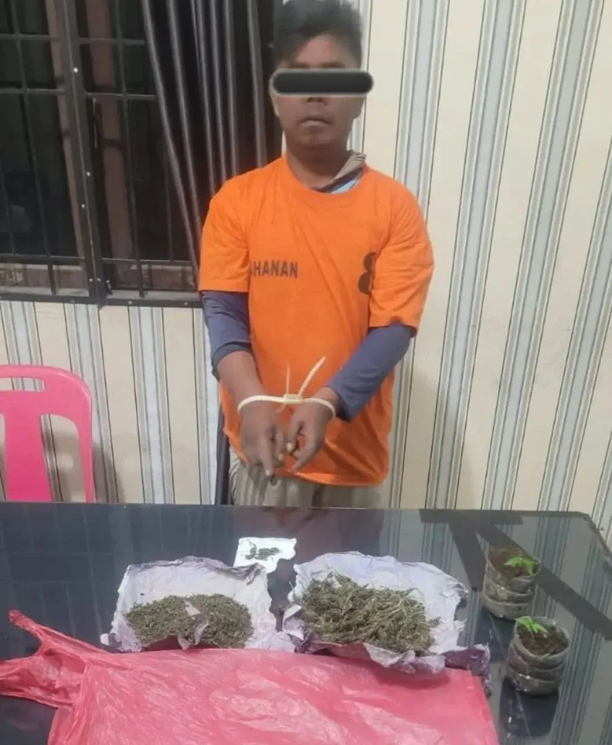 Warga Sukandebi Pemilik Ganja Diringkus Satnarkoba Polres Tanah Karo
