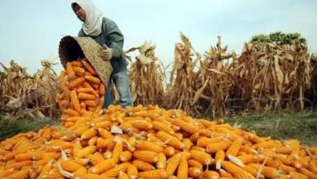 Pemerintah Beli Jagung 1 Juta Ton dari Petani, HPP Rp 5.500/Kg