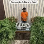 Polres Tanah Karo Amankan 2 Warga Lingga Pengedar dan Pemilik Ladang Ganja