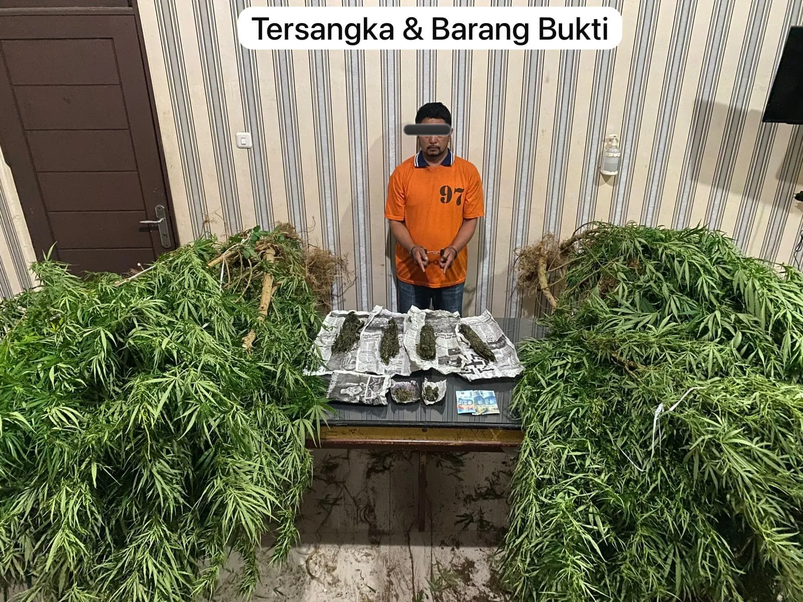 Polres Tanah Karo Amankan 2 Warga Lingga Pengedar dan Pemilik Ladang Ganja