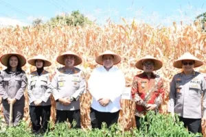 Kapolda Sumut, Bupati dan Wakil Bupati Samosir Panen Jagung Program Ketahanan Pangan Nasional