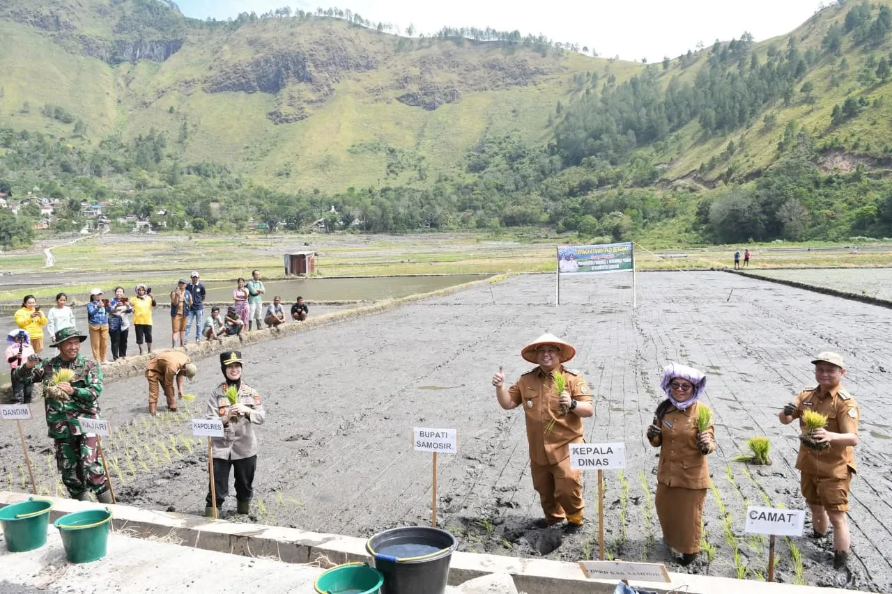 Tingkatkan Produksi Pertanian, Pemkab Samosir Gelar Tanaman Padi Bersama