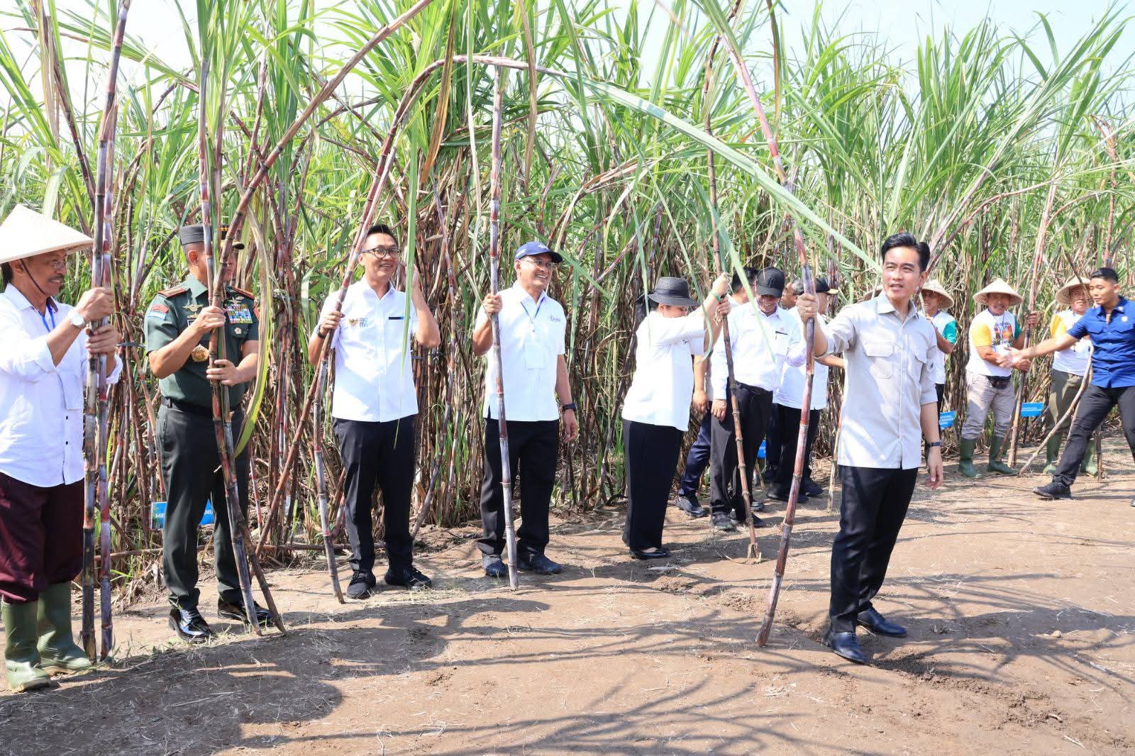 Wapres Gibran Bersama Panglima TNI Panen Tebu untuk Swasembada Gula Nasional