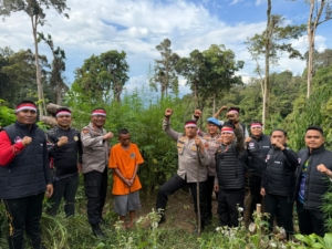 Satu Hektar Ladang Ganja Ditemukan di Madina, Pemilik Lahan Ditangkap