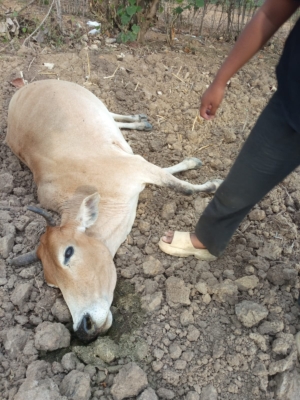 Ratusan Ternak Lembu dan Kerbau Mati Diracun di Mbal-mbal Nodi Karo