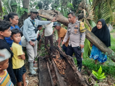 Heboh,  Kerangka Manusia Ditemukan di Dalam Pohon Aren Tumbang di Sergai