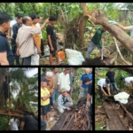 Penemuan Tulang Belulang Manusia di Pohon Aren Lapuk di Sergai Masih Misterius