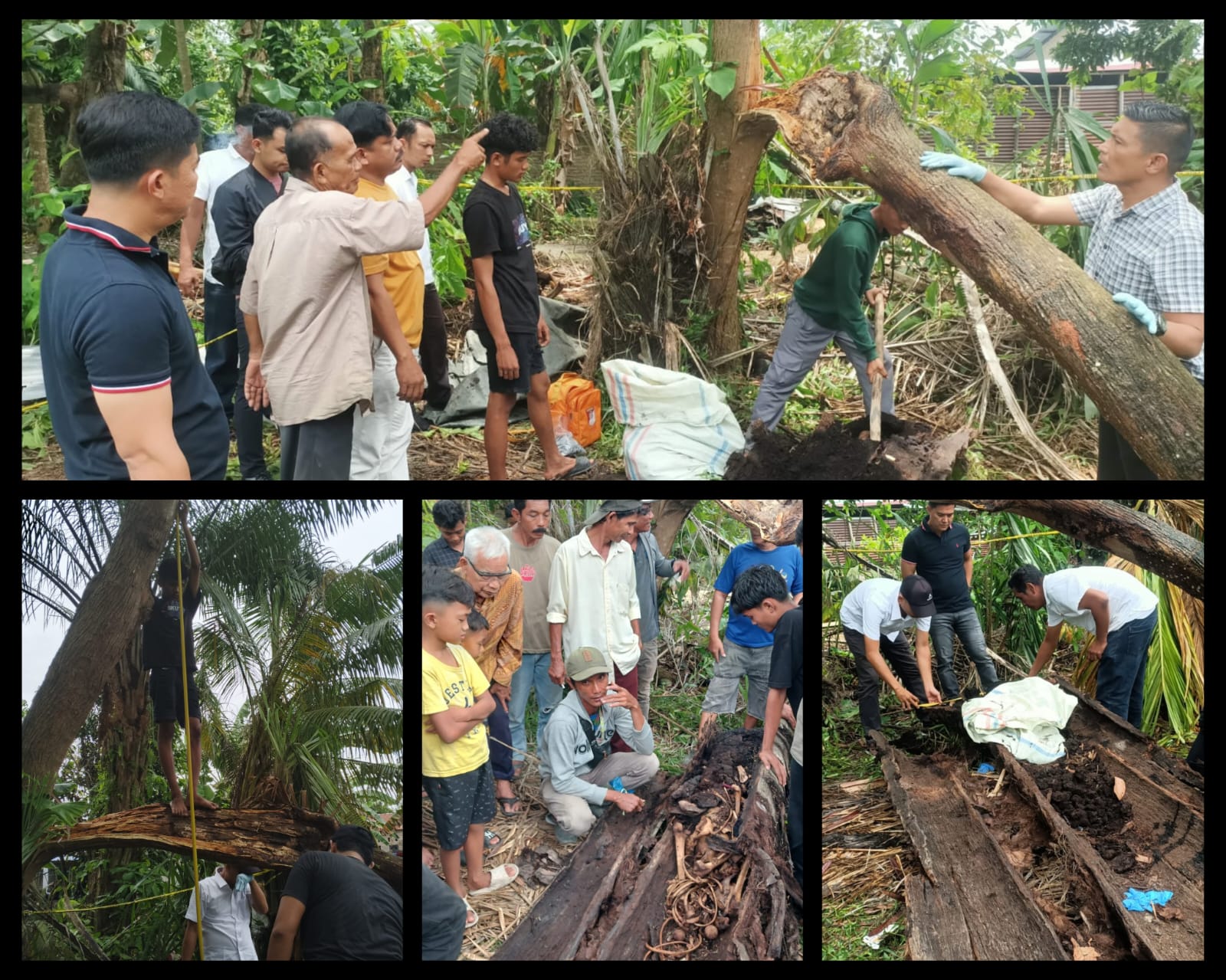 Penemuan Tulang Belulang Manusia di Pohon Aren Lapuk di Sergai Masih Misterius