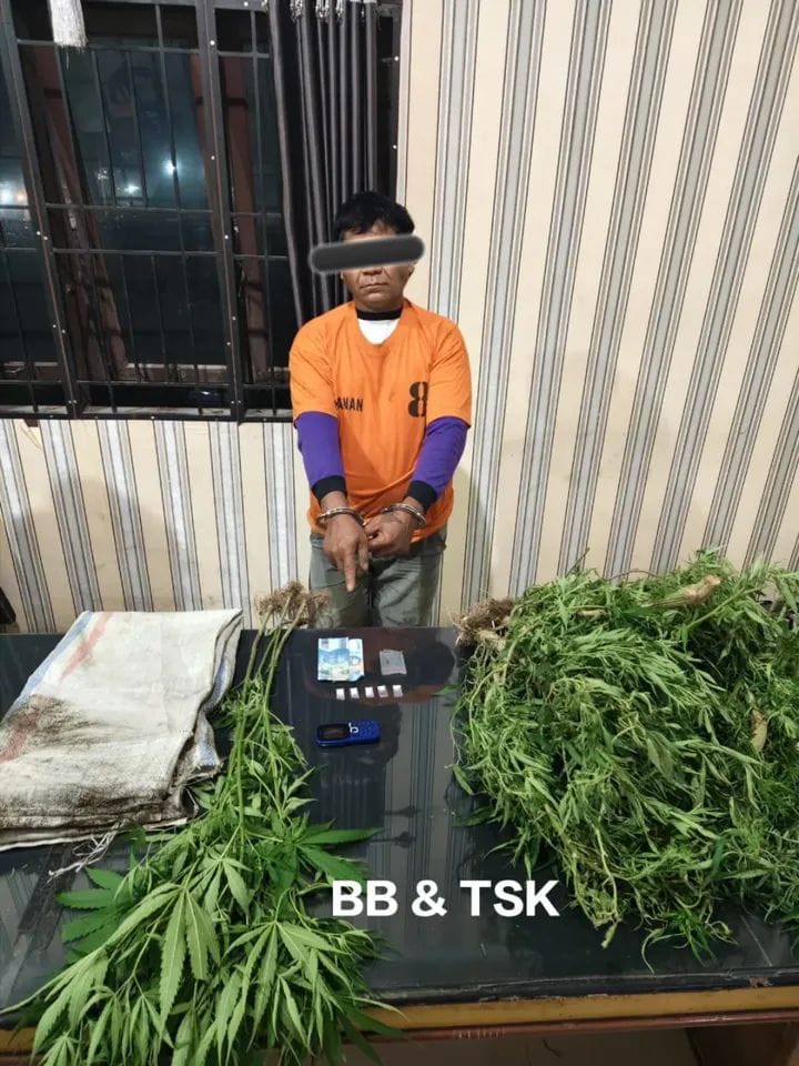 Seorang Petani Tanam Ganja dan Simpan Sabu, Diringkus Polres Tanah Karo