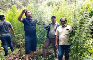 Personel Kodim 0205/TK Temukan Ladang Ganja di Kawasan Hutan Sibuatan