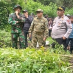 Ladang Ganja yang Ditemukan di Kawasan Hutan Sibuatan Karo, Akhirnya Dimusnahkan