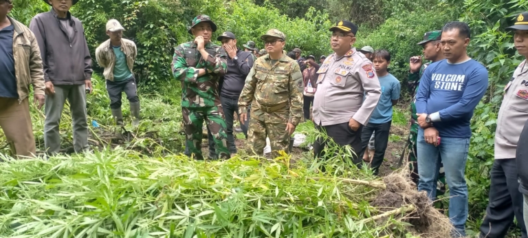 Ladang Ganja yang Ditemukan di Kawasan Hutan Sibuatan Karo, Akhirnya Dimusnahkan