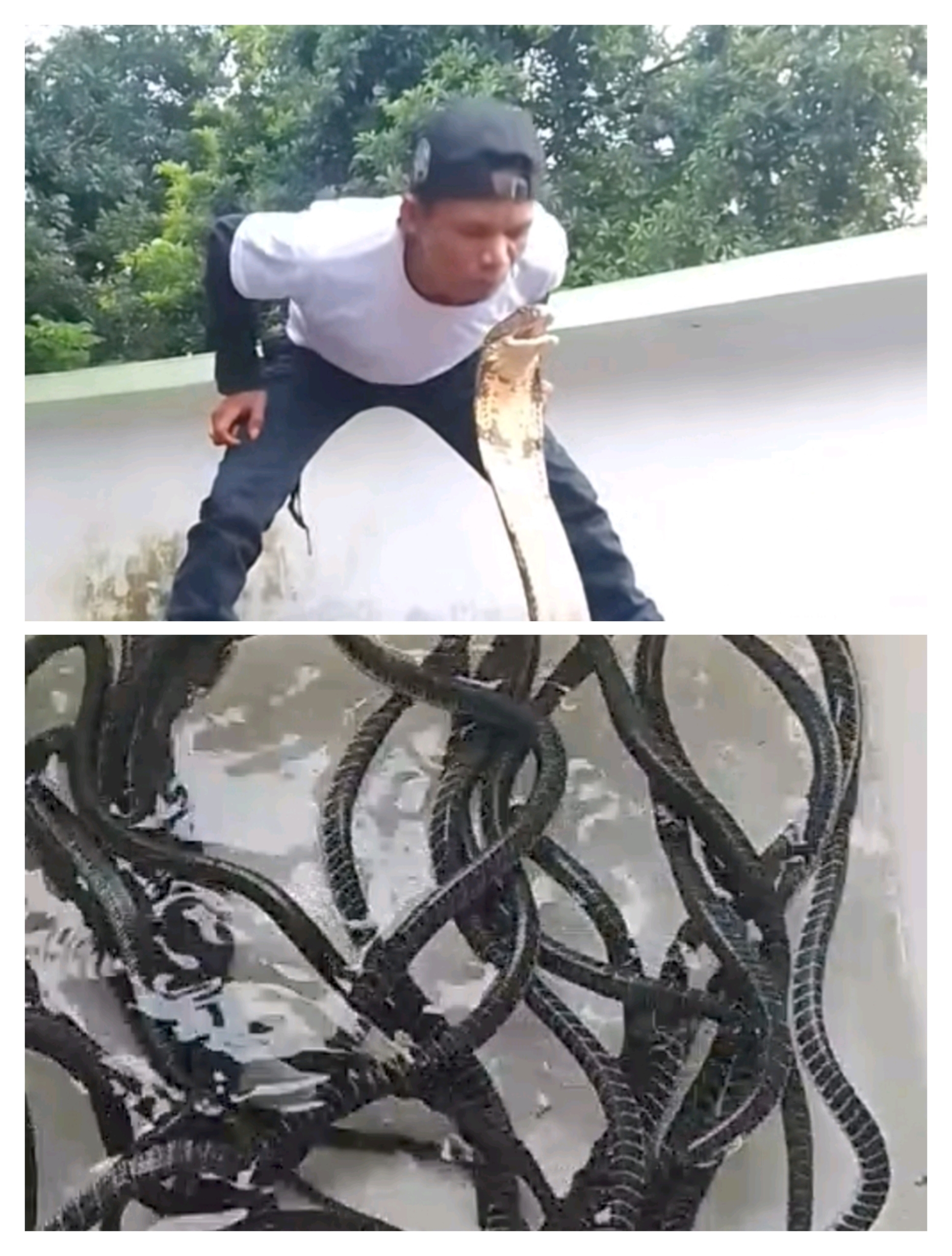 Turiman Sang Perawat 24 Baby King Kobra