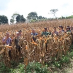 Panen Raya Jagung Serentak 2026 Digelar di Tigapanah