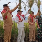 Wagubsu dan Bupati Karo Panen Raya Padi Sawah di Paya Lahlah, Dukung Ketahanan Pangan Nasional