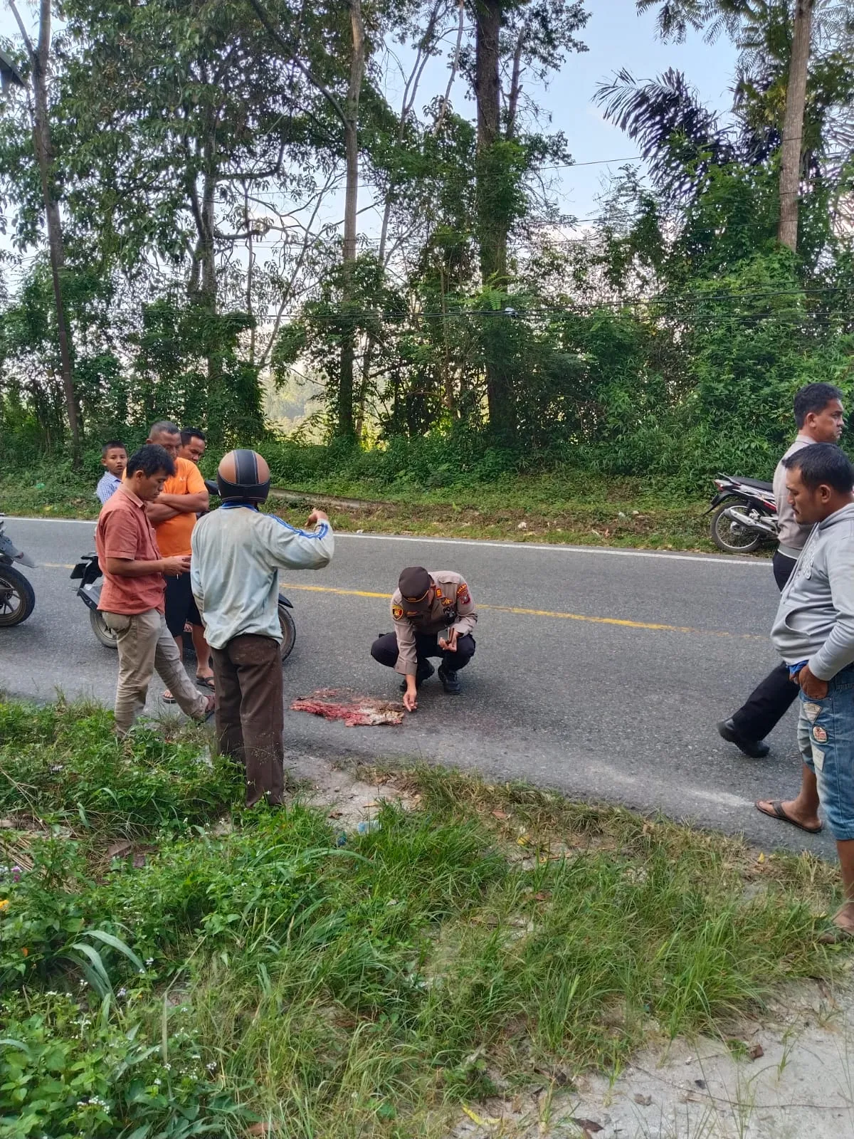 Satwa Liar Sejenis Harimau Tewas Tertabrak Mobil di Sekitar Jembatan Sisera-Sera Parapat