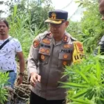 Polres Tanah Karo Temukan Ladang Ganja di Desa Cinta Rakyat