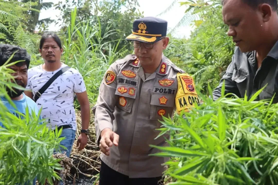 Polres Tanah Karo Temukan Ladang Ganja di Desa Cinta Rakyat