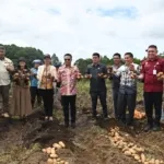 Bupati Humbahas Panen Kentang Bersama BUMDes Sipalakki Makmur