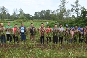 Bupati Humbahas Apresiasi Hasil Panen Bawang Putih di Lintongnihuta