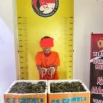 Pria Asal Madina Miliki 13,7 Kg Ganja, Diringkus Polres Labusel