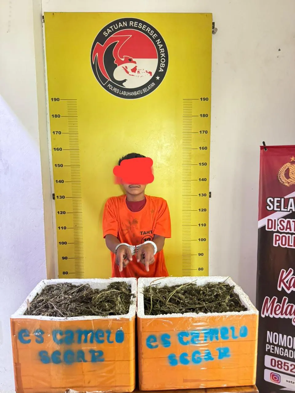 Pria Asal Madina Miliki 13,7 Kg Ganja, Diringkus Polres Labusel