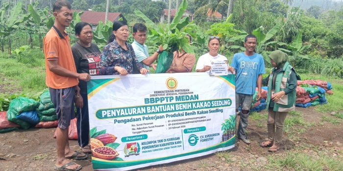 Kelompok tani di Benjire, Tigabinanga, menerima bantuan bibit kakao dari Kementerian Pertanian.